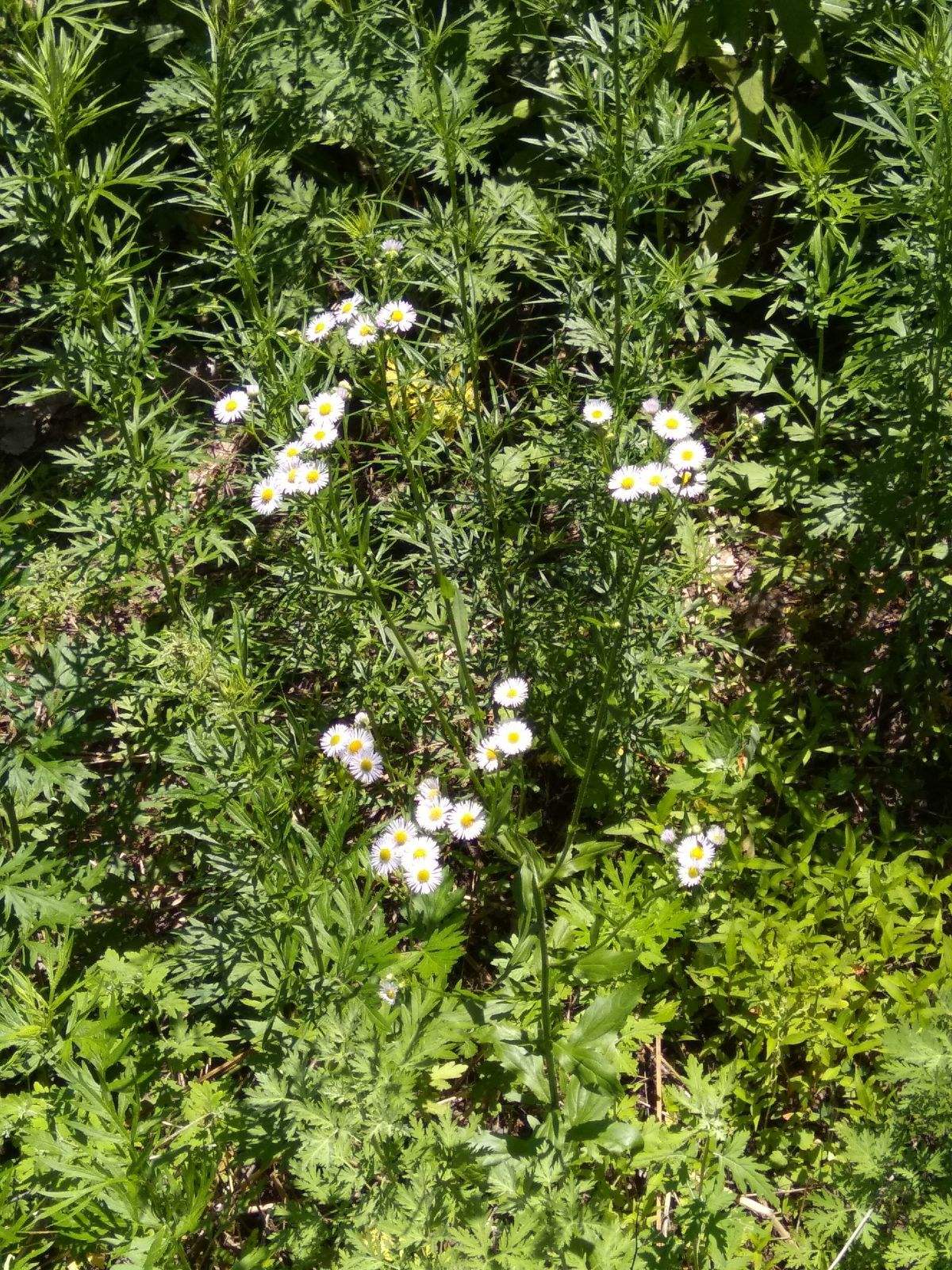 山间野花手机版改编版家花和野花