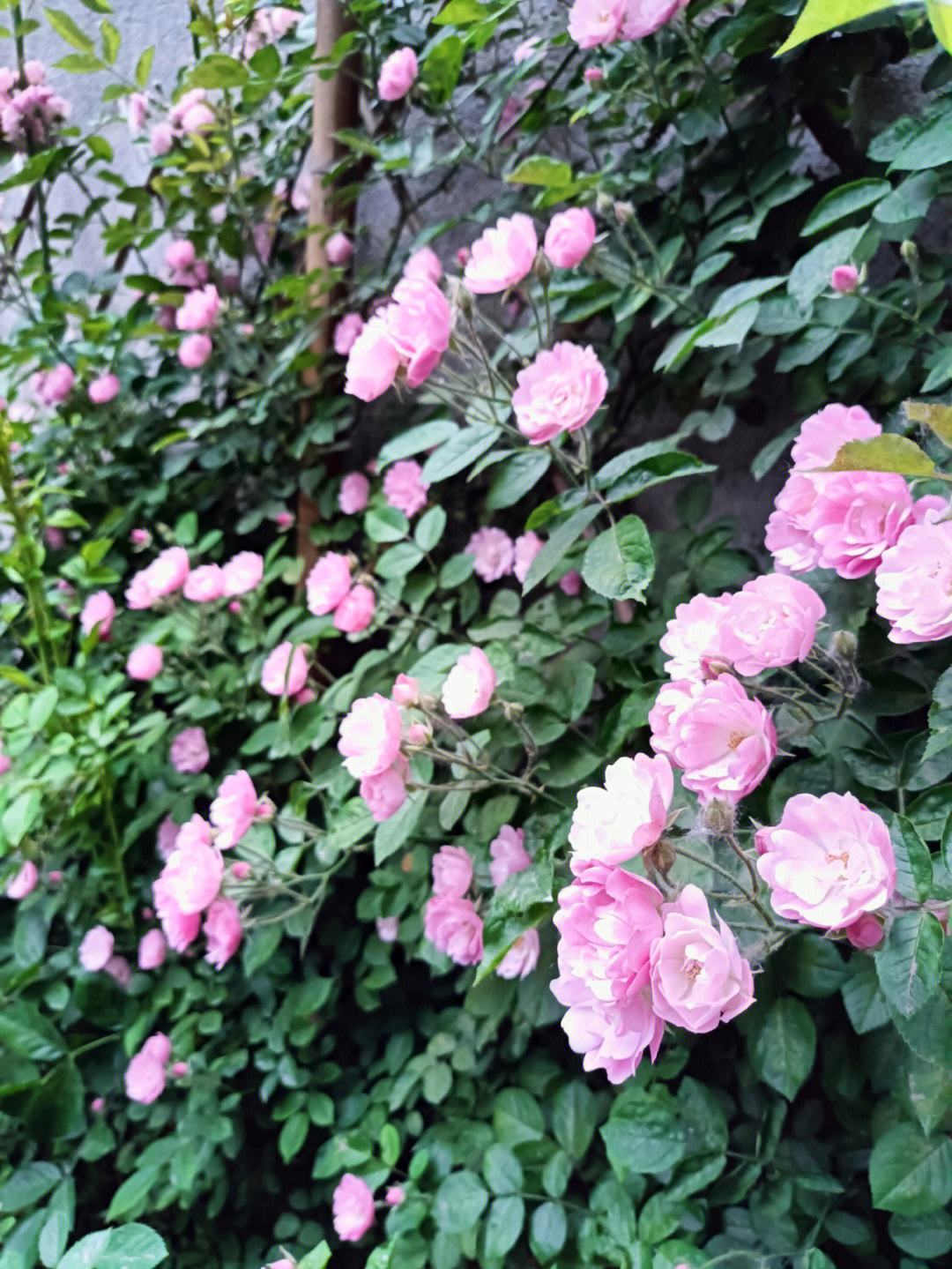 苹果花日语版花心的日语版叫什么