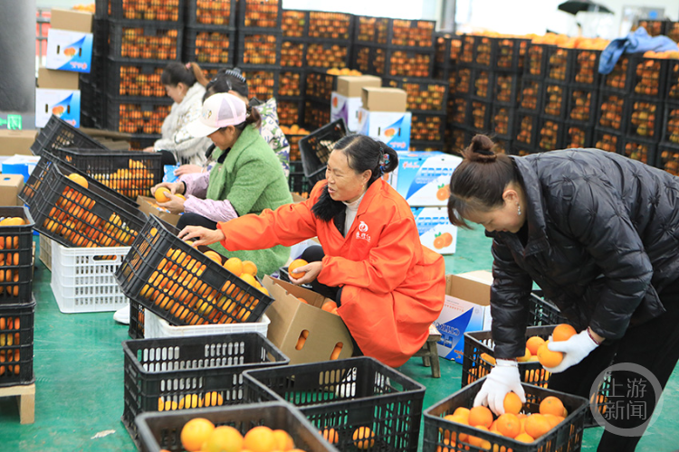 脐橙新闻客户端赣南脐橙11月3日开摘-第2张图片-太平洋在线下载