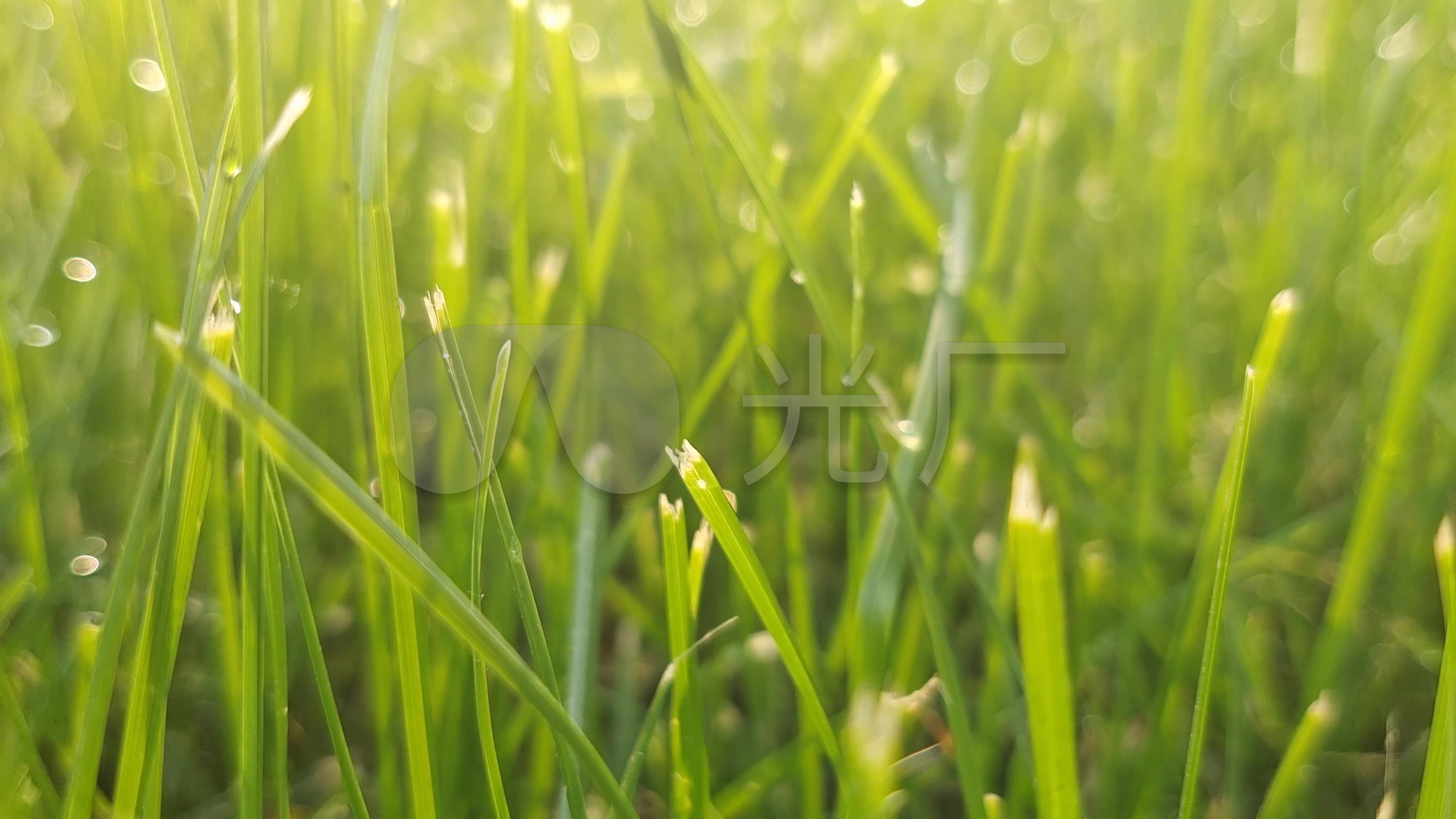 小草视频客户端小草tv版下载官方